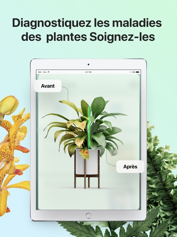 PictureThis-Identifier Plantes PictureThis-Identifier Plantes