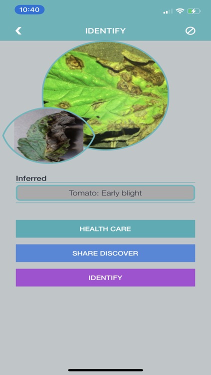 Tomato Diseases Identification