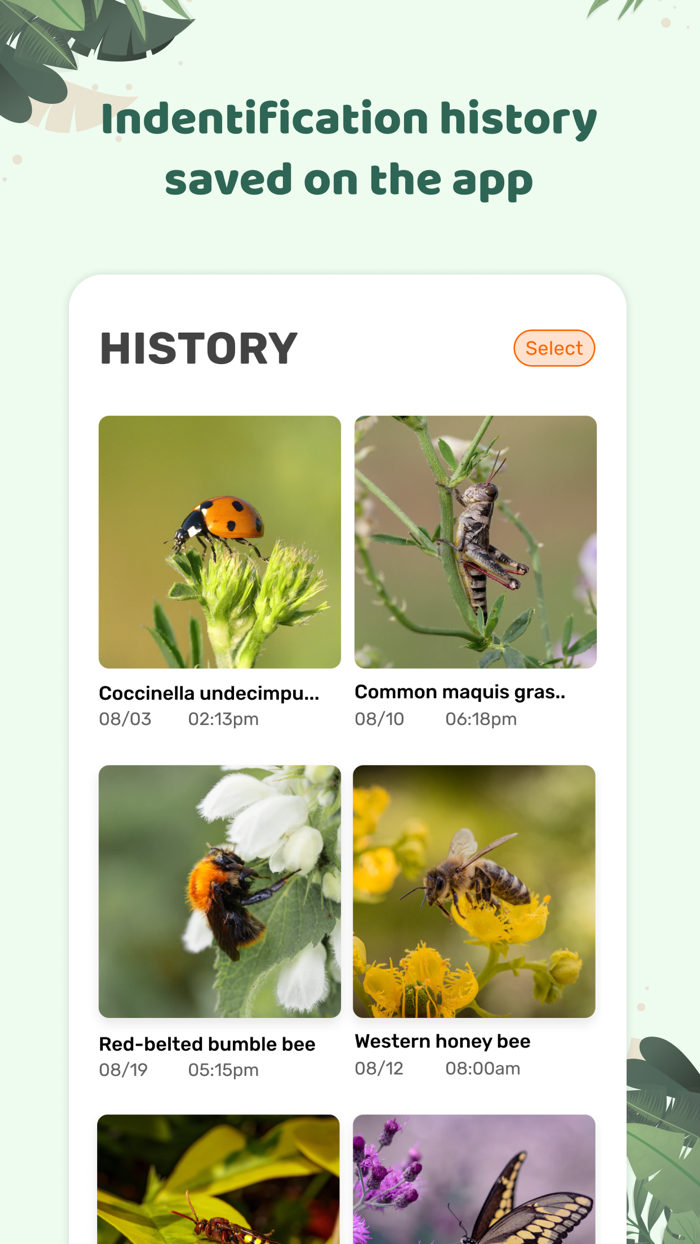 Insect id Bug identifier