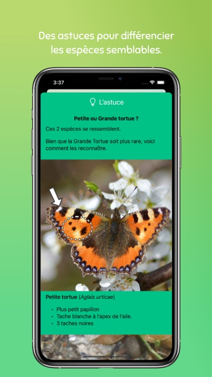 Machaon — Guide des papillons screenshot-3