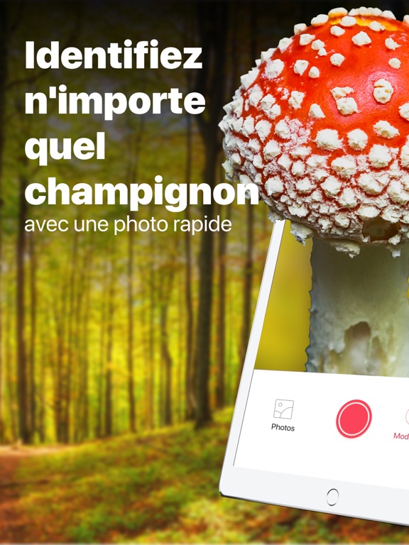 Picture Mushroom - Champignon Picture Mushroom - Champignon