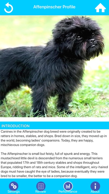 Dog Breeds Guide & Quiz