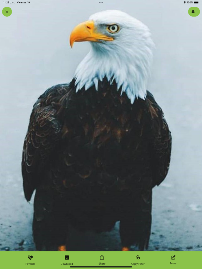 Birds live Wallpaper - 4k