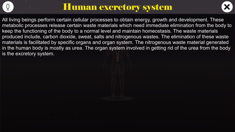 Human excretory system