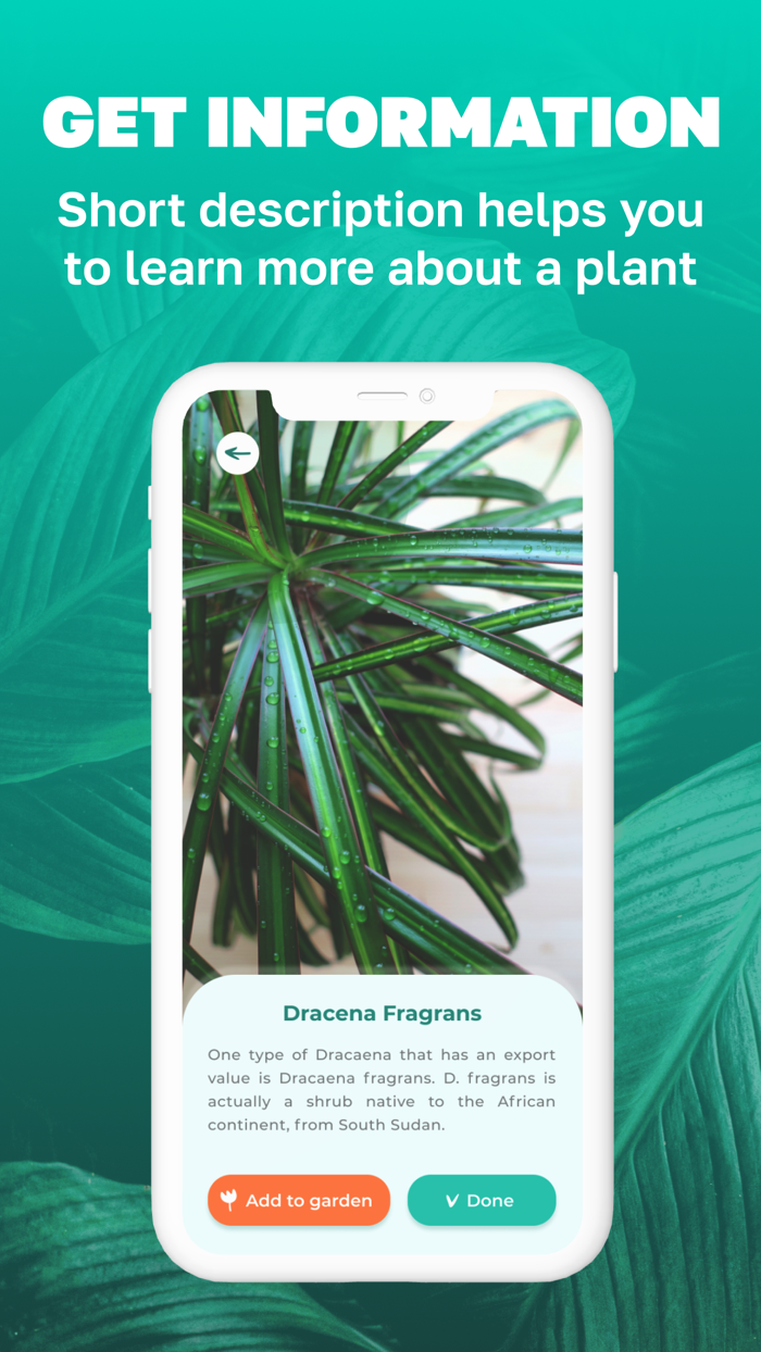 Plant identification by leaf