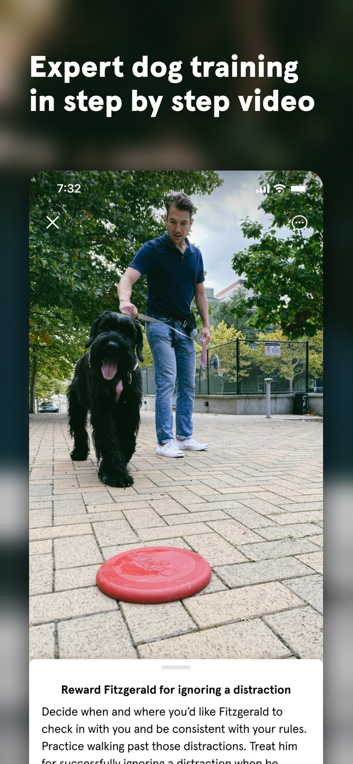 Dog training at home