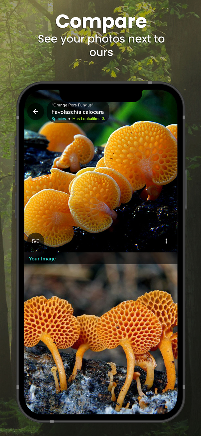 Mushroom Identifier - ShroomID