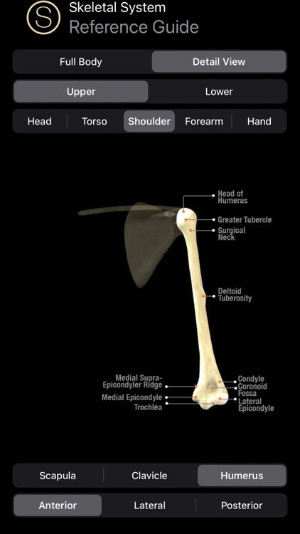 Skeleton Study Guide