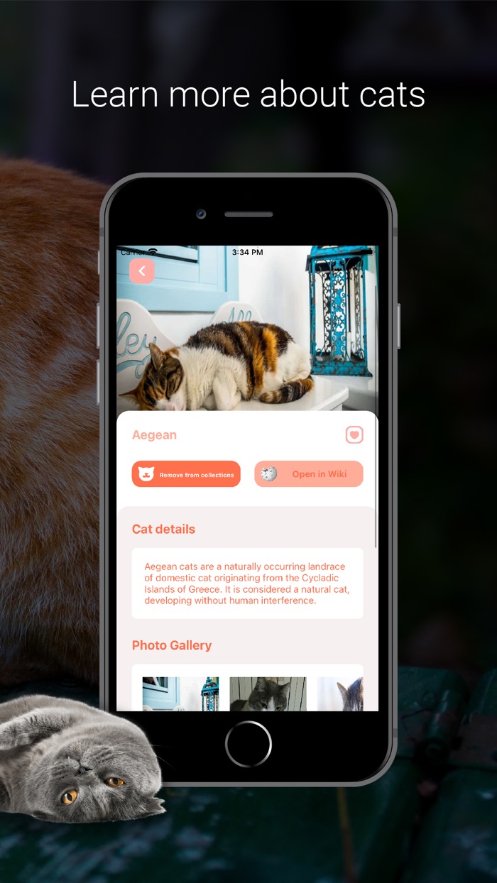 Cat Identifier - Cat Scanner