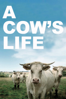 A Cow's Life - Emmanuel Gras