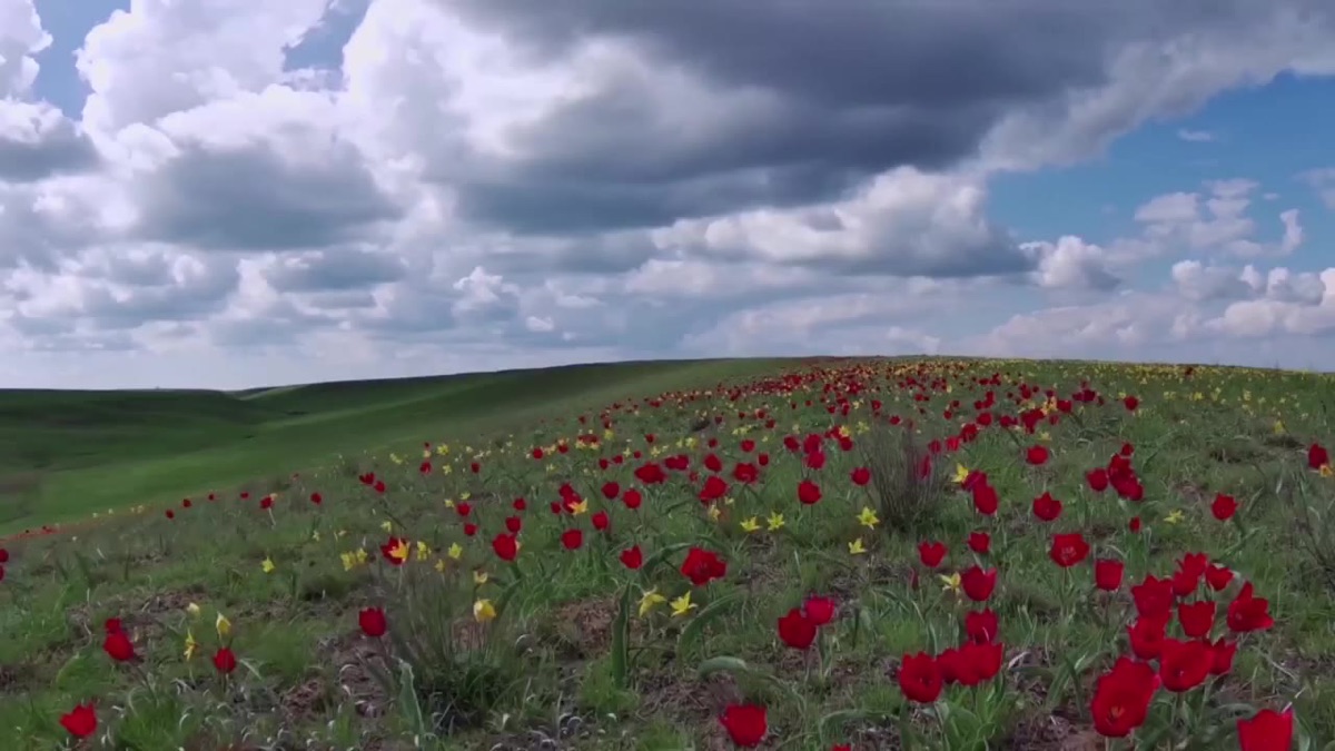 Калмыцкая степь