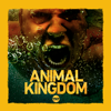 Animal Kingdom - Incoming  artwork