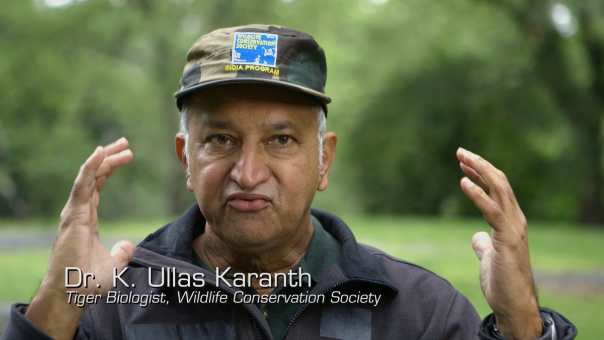 Serial Killer Tiger at Large - Animal Planet Presents (Season 1, Episode 9)  | Apple TV