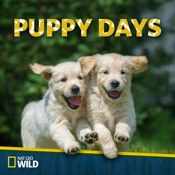 Watch Puppy Days Season 1 Episode 4 Training Wrecks Online 17 Tv Guide