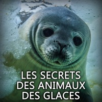 Télécharger Les secrets des animaux des glaces Episode 1