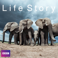Life Story - Life Story, Series 1 artwork