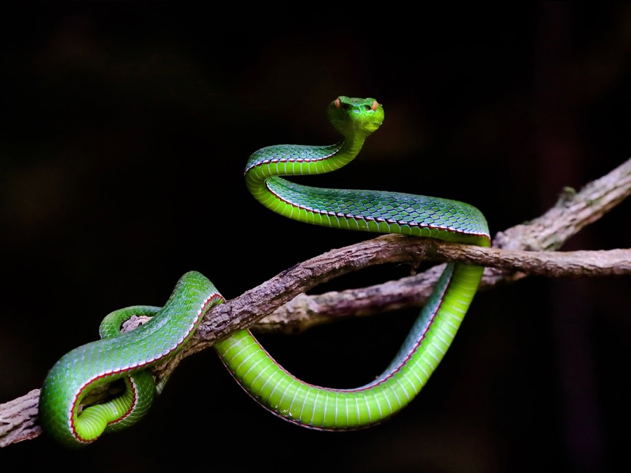 Animal Special Forces Apple TV