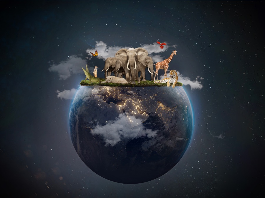 Planet E Fixing Earth From Your Backyard - Apple TV